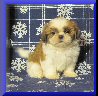 101206 Pancho
