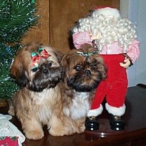 Scarlett & Rhett with Santa